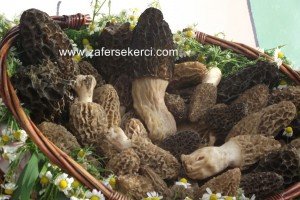kuzugobegi mantar_morchella